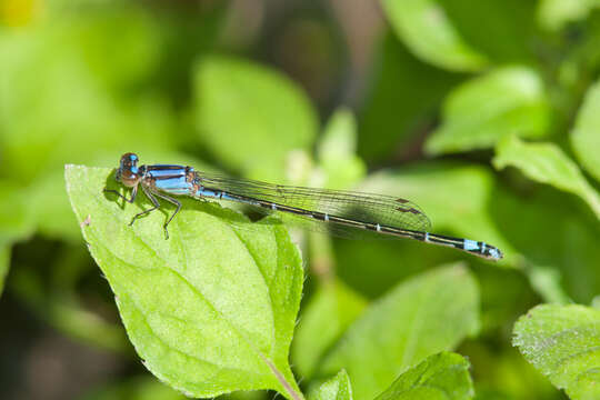 Image of Neotropical Bluet