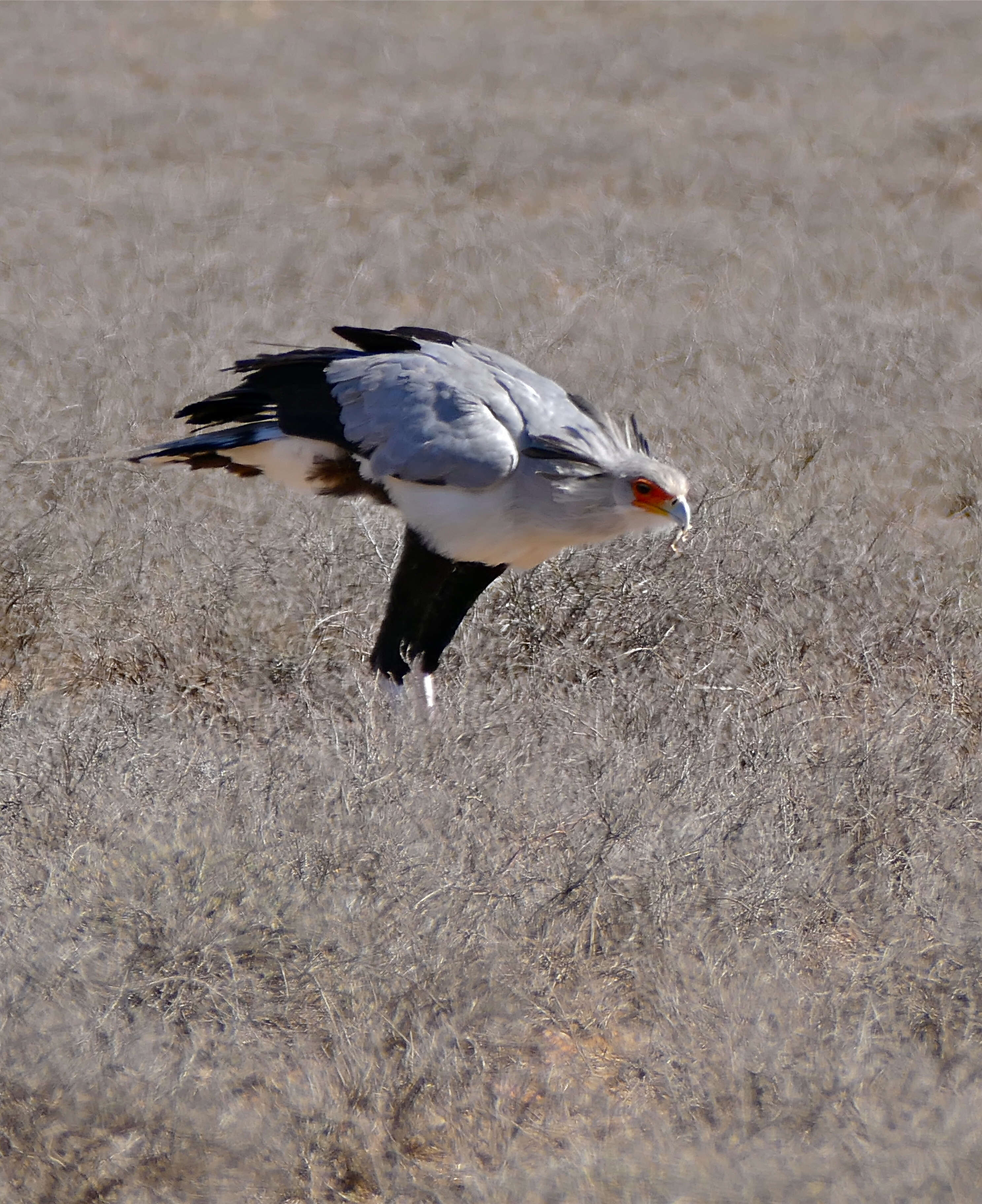 Sagittariidae resmi