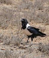 Image of Pied Crow