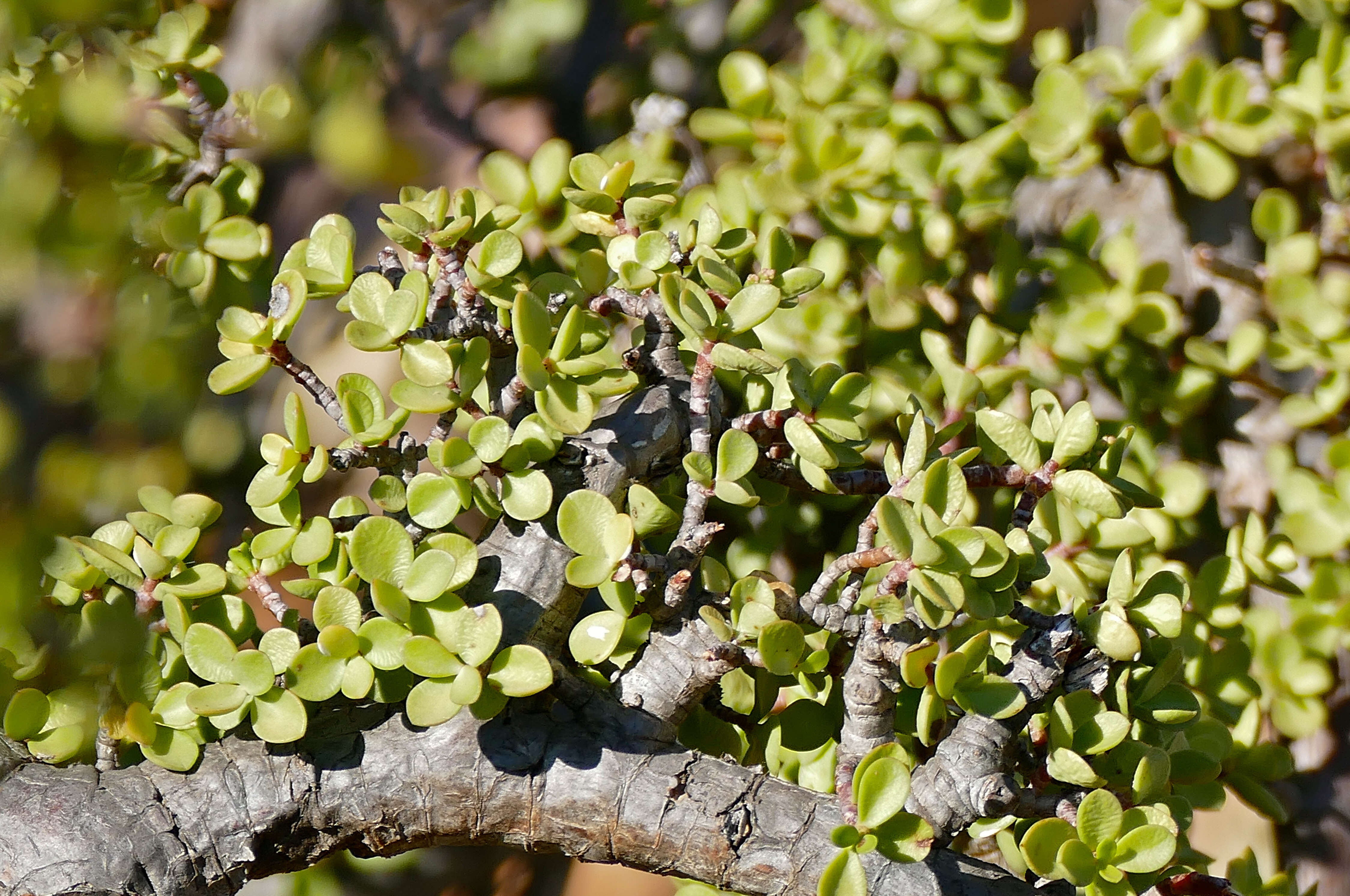 Image of portulacaria