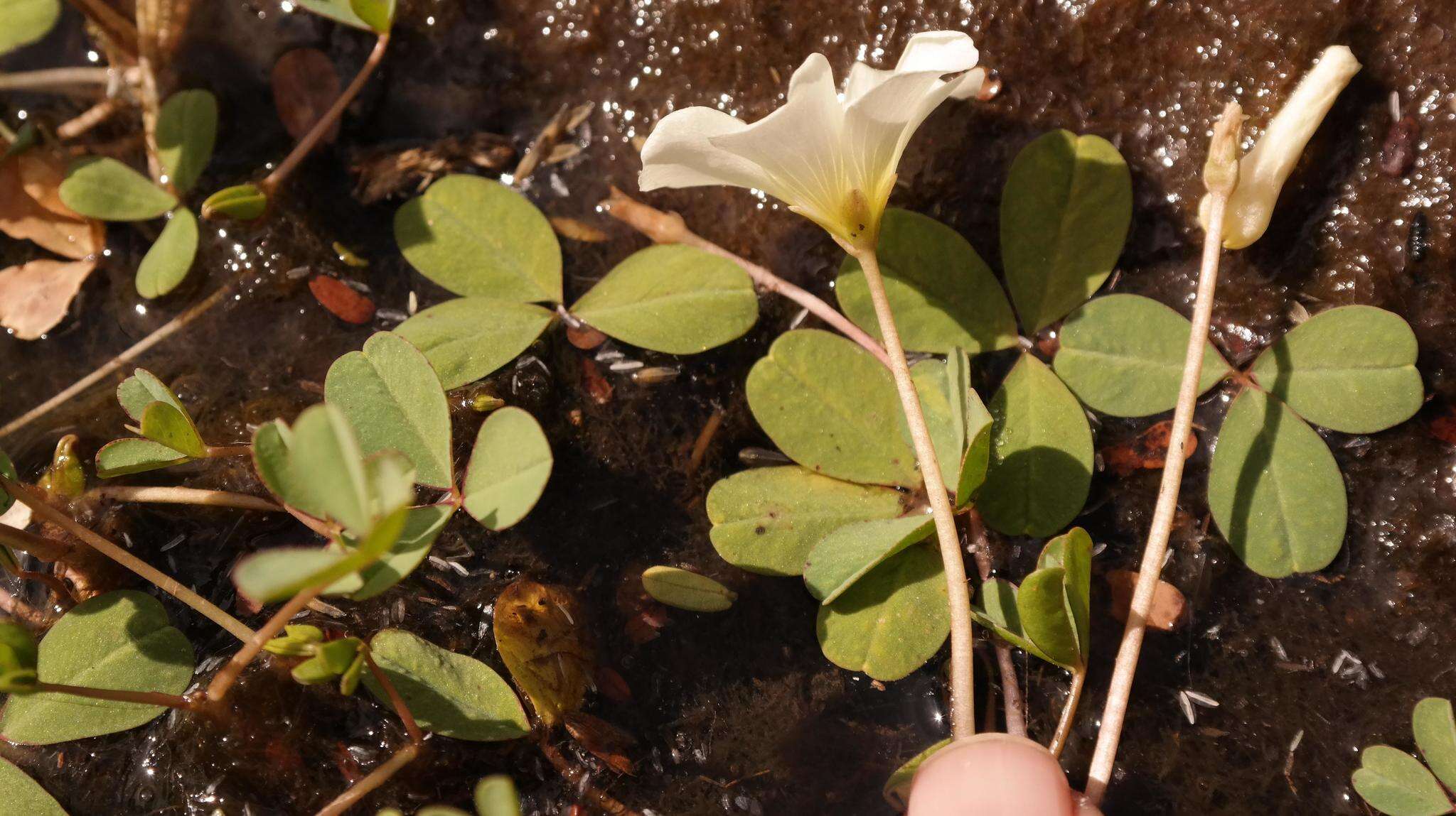 Image of Oxalis dines Ornduff