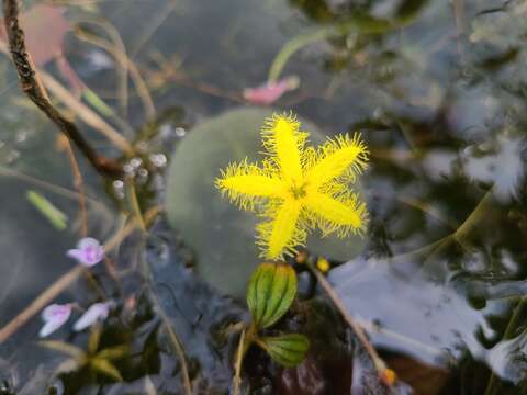 Image of Nymphoides forbesiana (Griseb.) Hand.-Mazz.