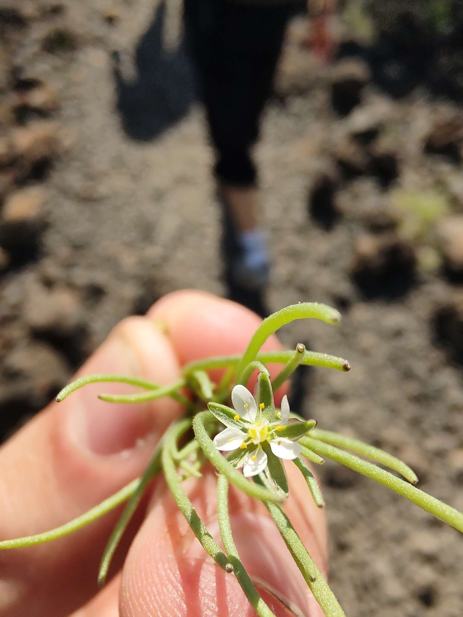 Image of Spergularia flaccida (Madden) I. M. Turner