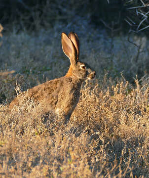 Image of Savannah Hare