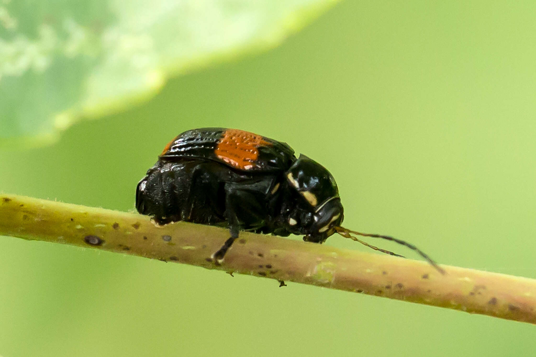 Image of Bassareus mammifer (Newman 1840)