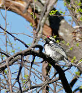 Image of Acacia Pied Barbet