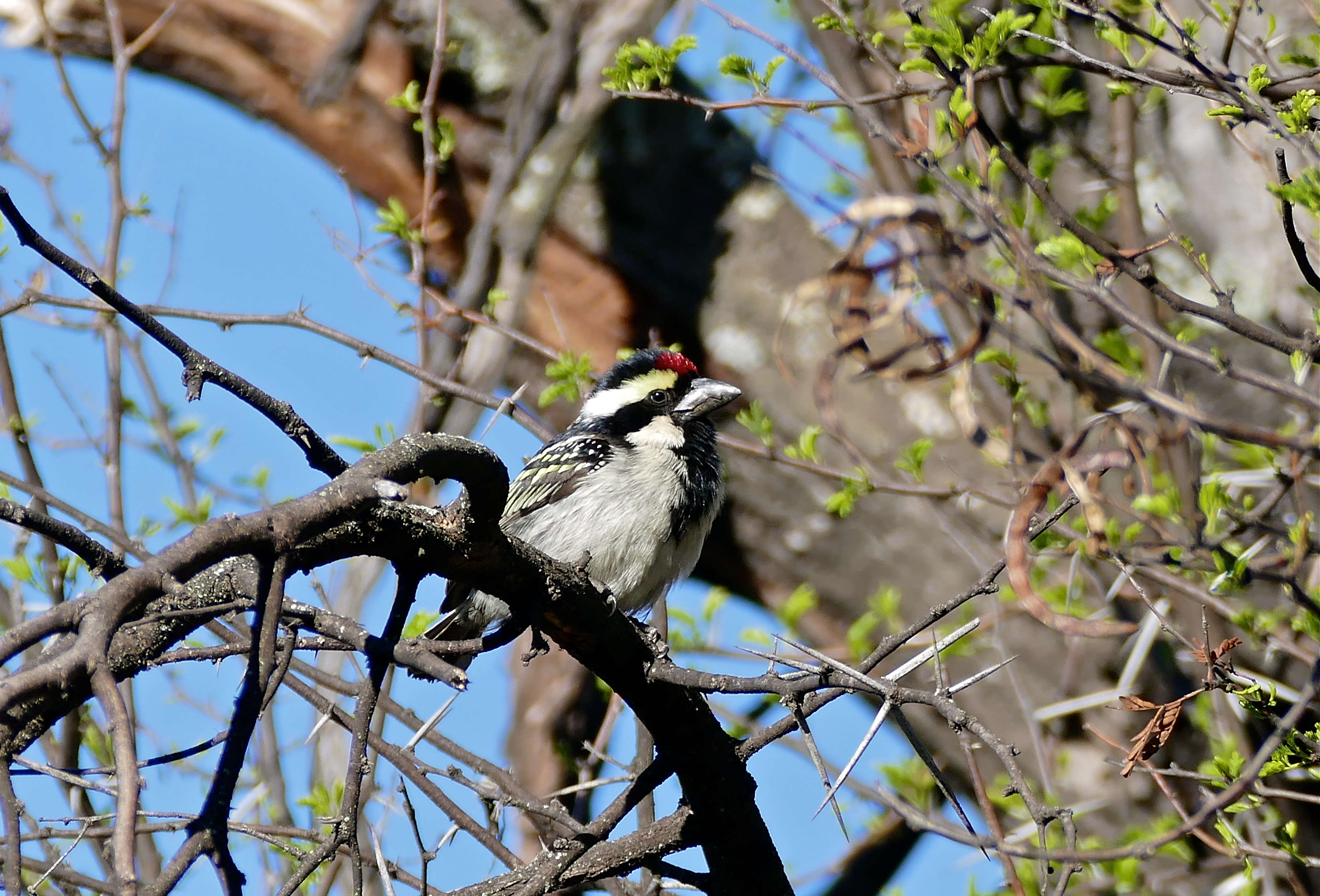 Image of Acacia Pied Barbet