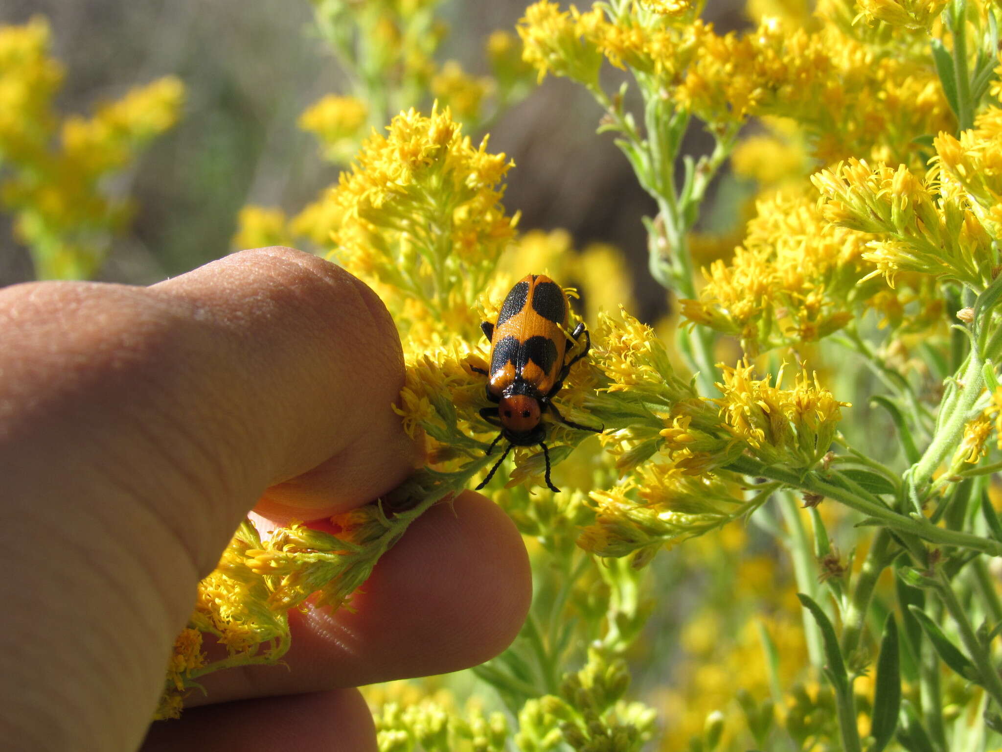 Image of Lytta (Paralytta) quadrimaculata (Chevrolat 1834)