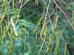 Image of Senegalia caesia (L.) Maslin, Seigler & Ebinger