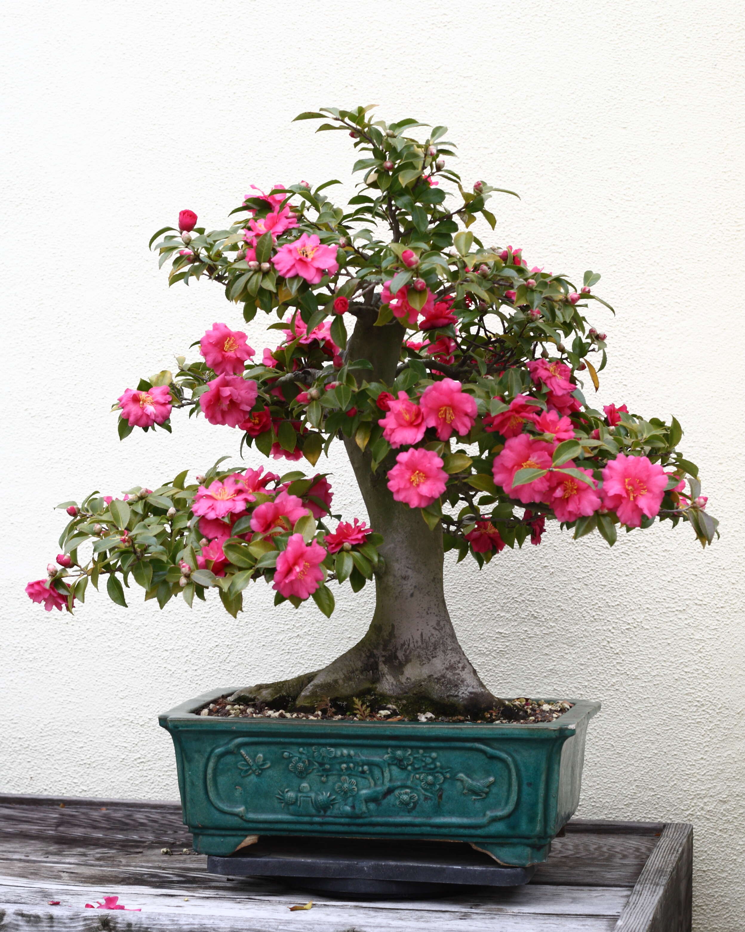 Image of camellia