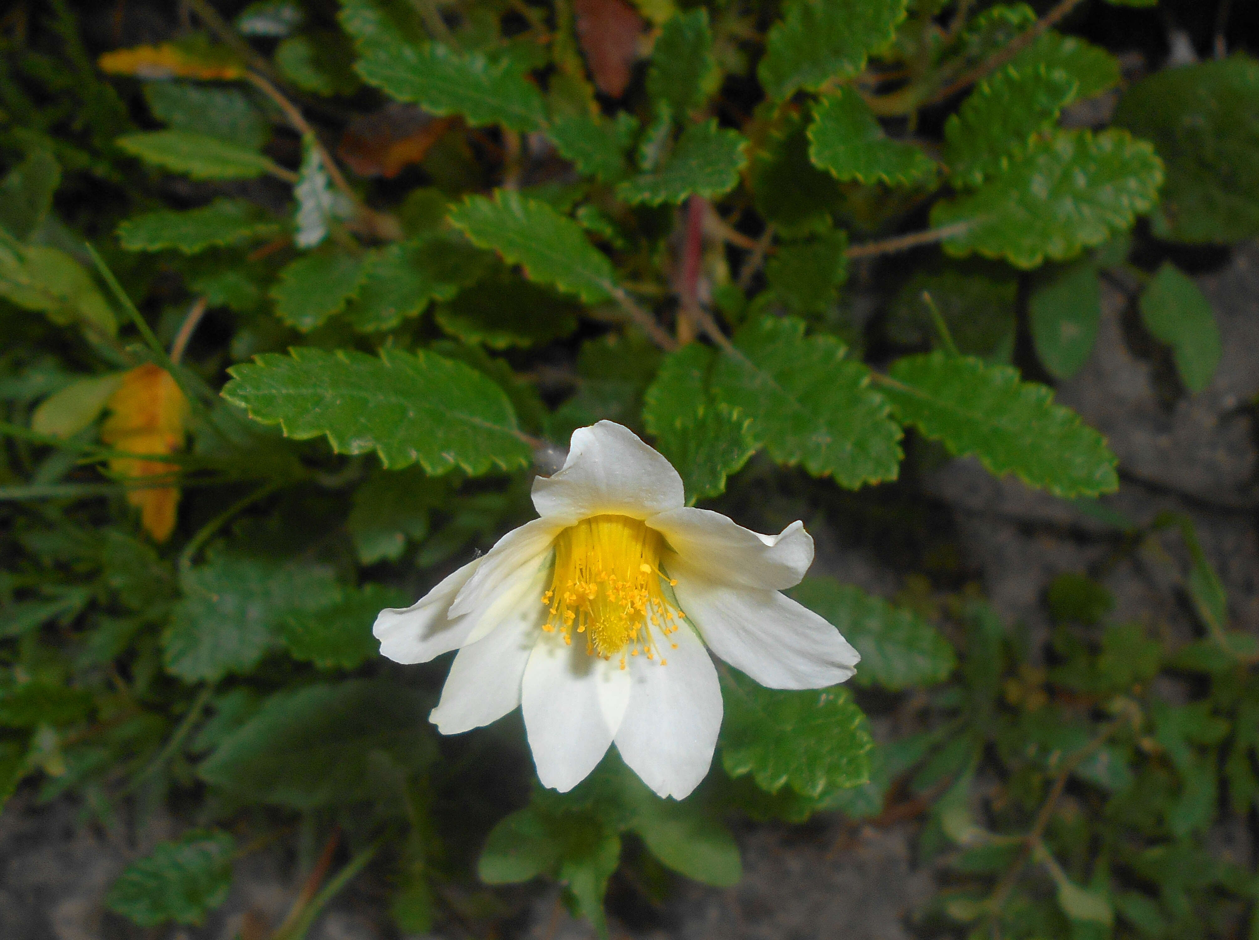 Imagem de Dryas octopetala L.