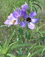 صورة Eustoma exaltatum subsp. russellianum (Hook.) Kartesz