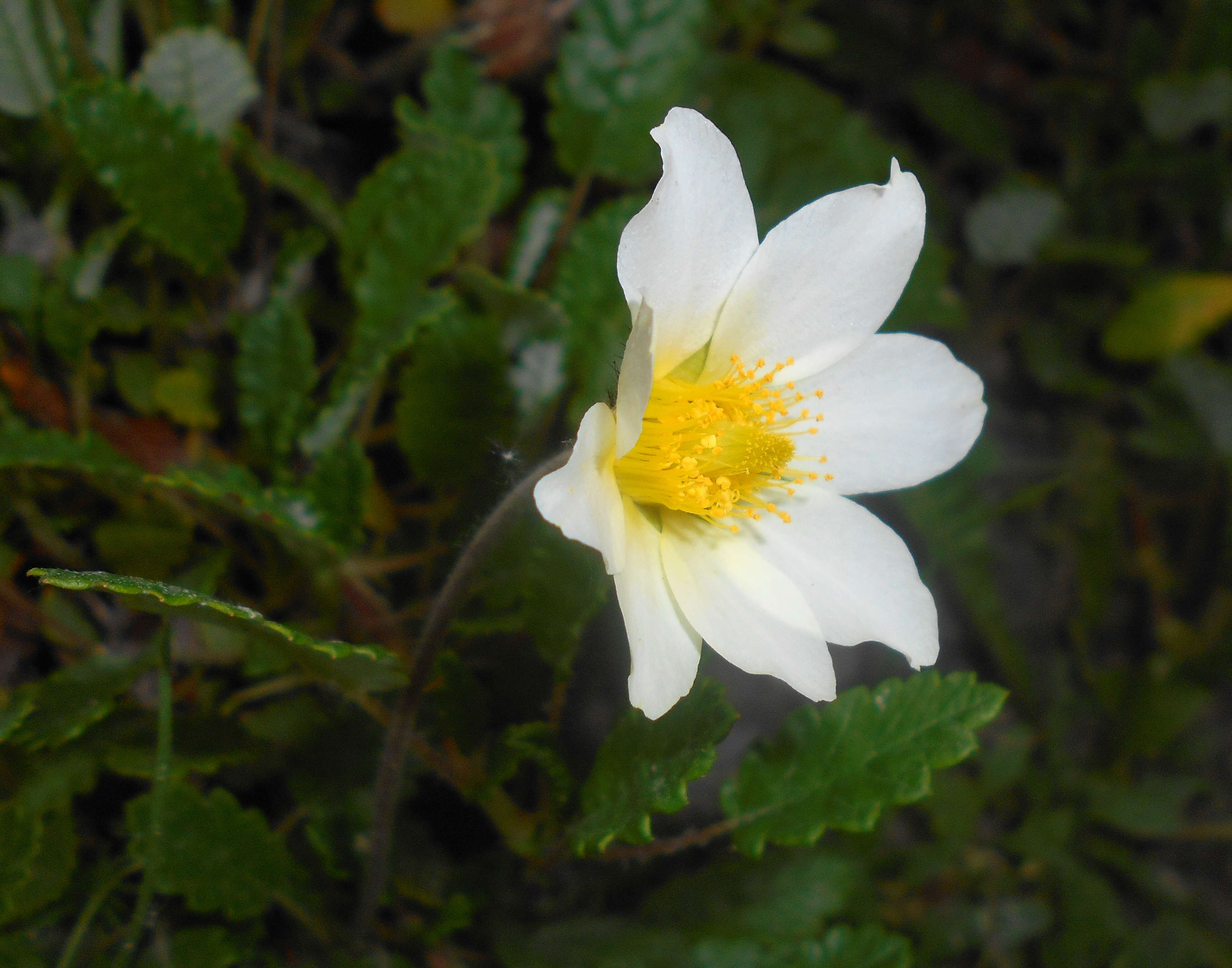 Imagem de Dryas octopetala L.