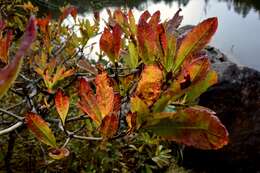 Image of Rhododendron molle (Bl.) G. Don