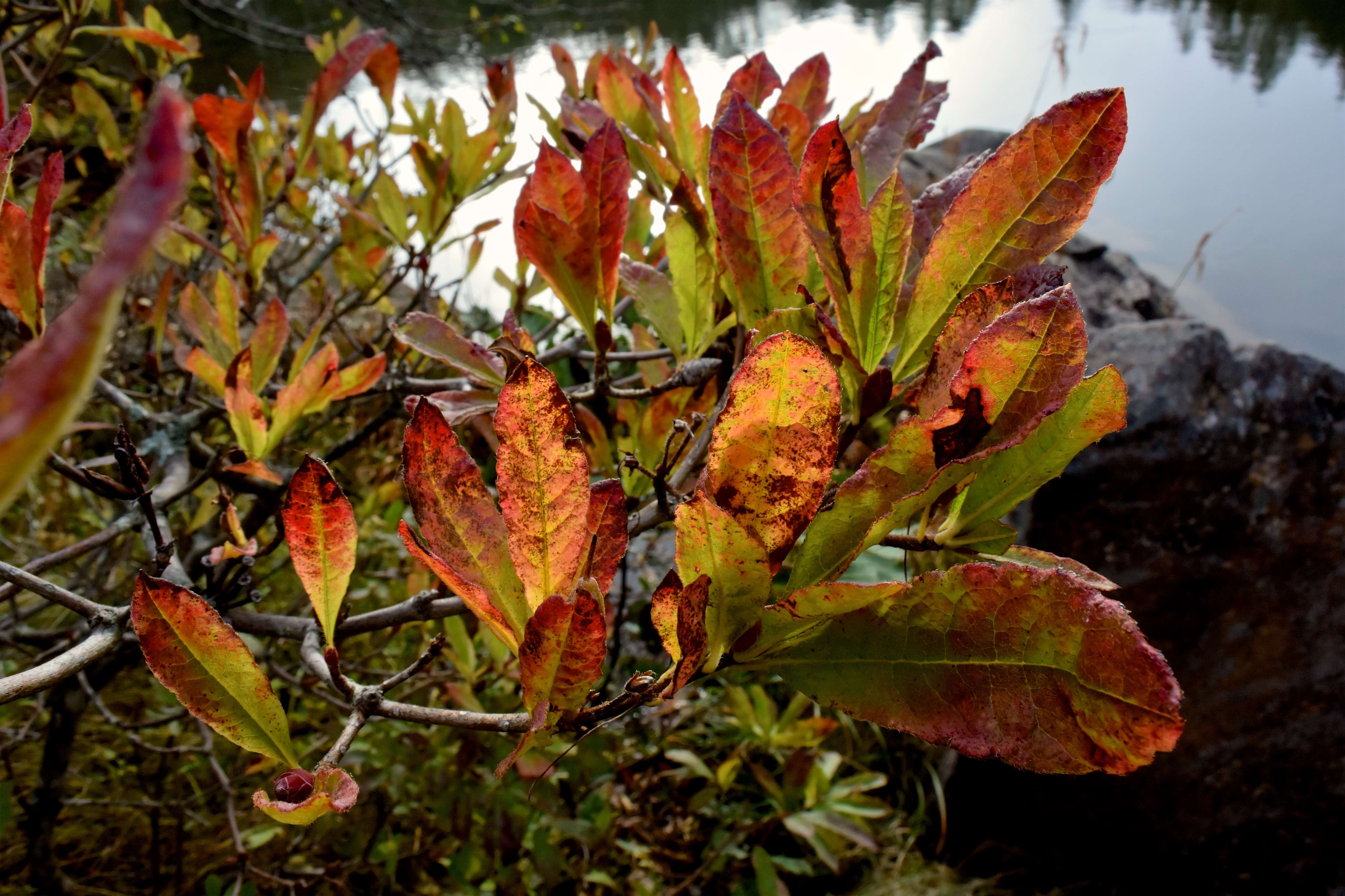 Image de Rhododendron molle (Bl.) G. Don