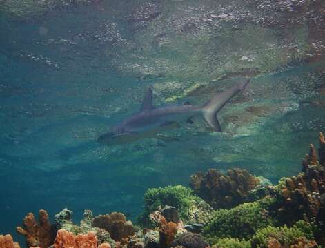 Image of Galapagos Shark