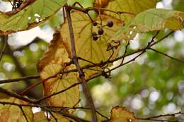 Image of crimson glory vine