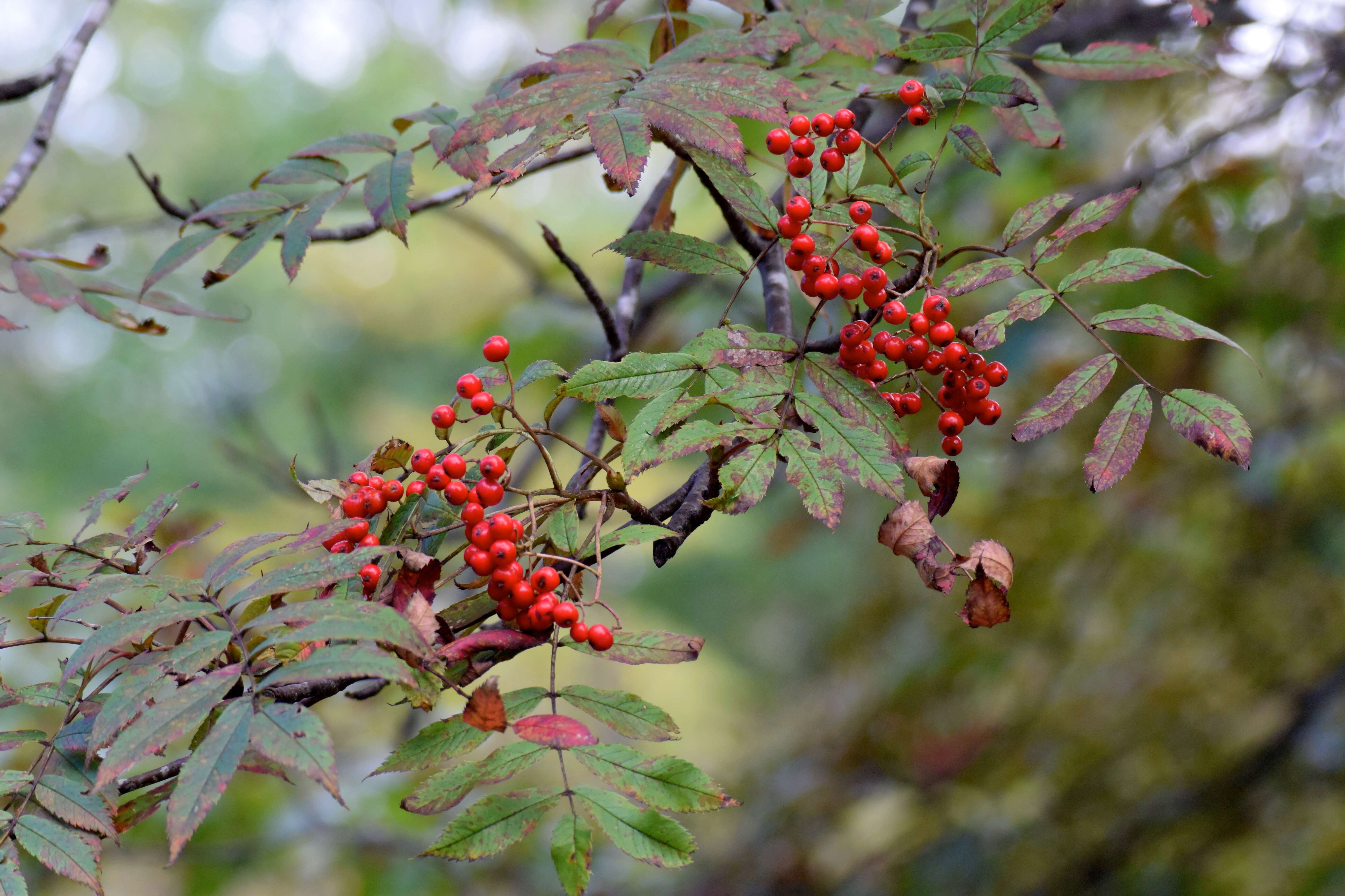 Image of Japanese Rowan