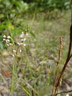 Image of coastal jointweed