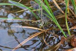 Image of Canada Darner