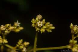 Image of Parsonsia fulva S. T. Blake