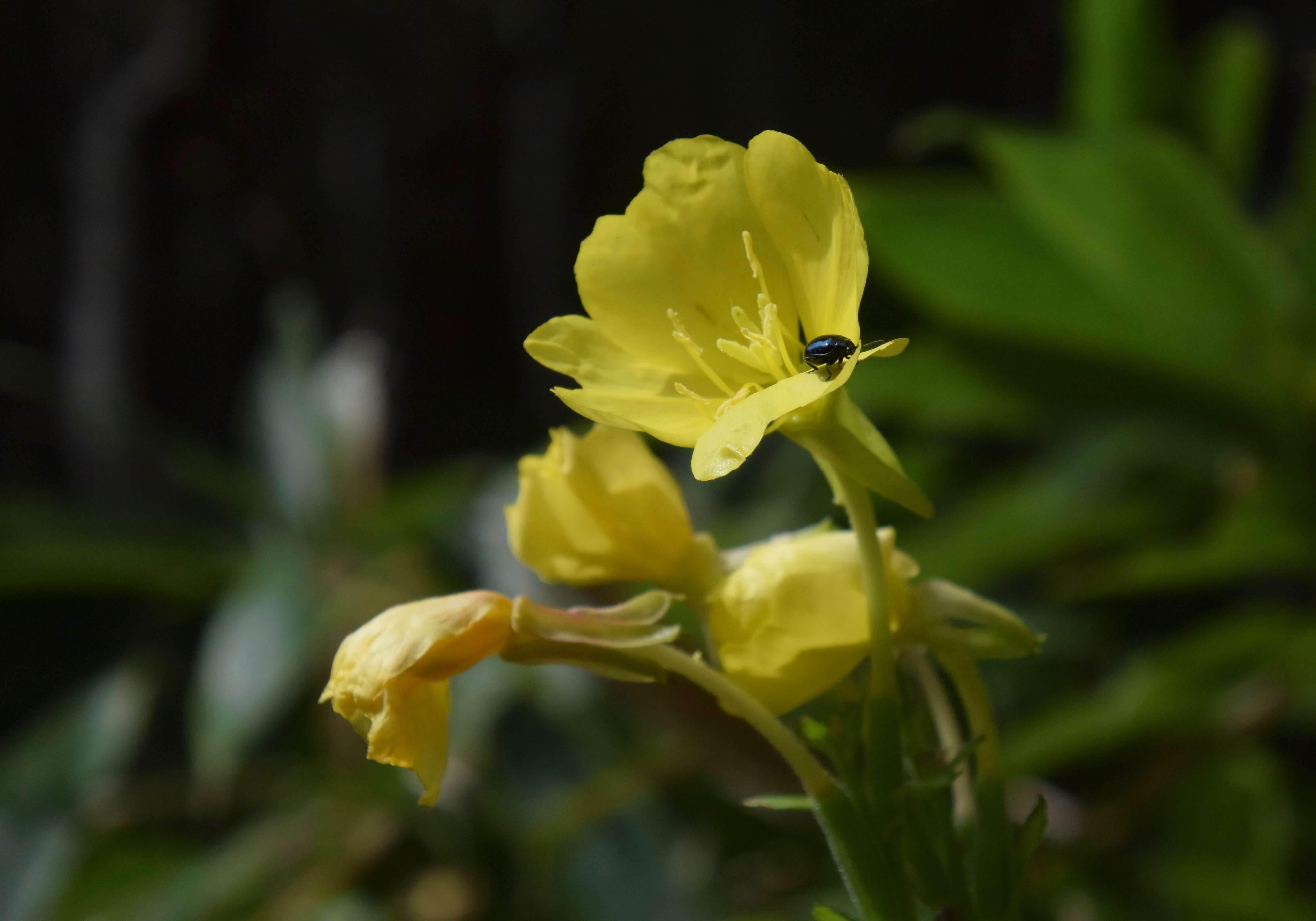 Imagem de Oenothera glazioviana M. Micheli