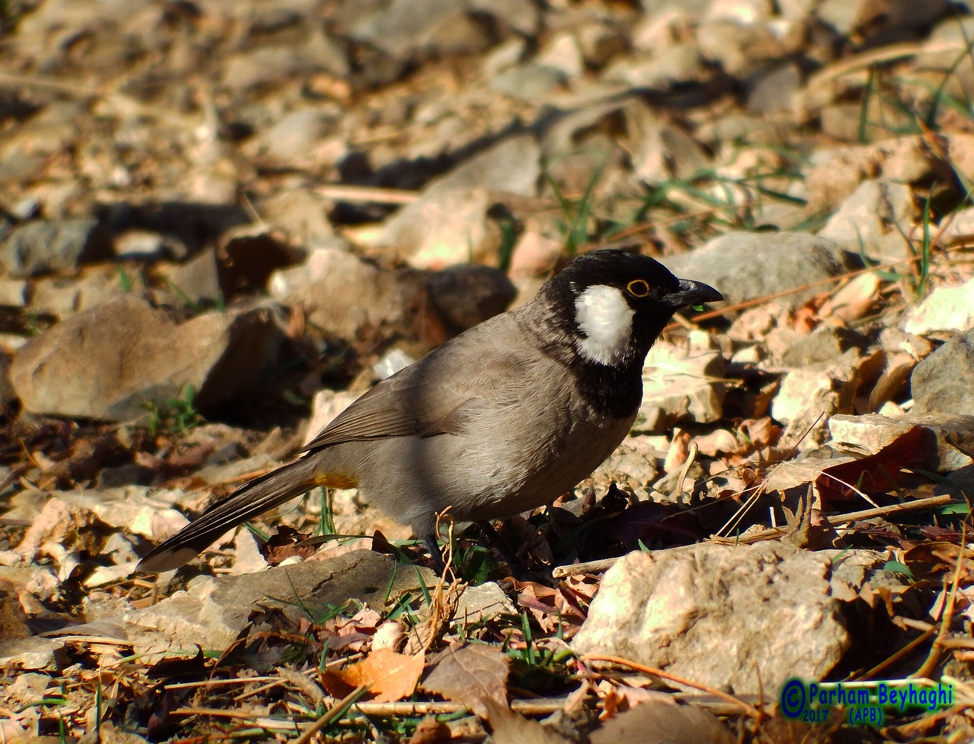 Image of White-eared Bulbul