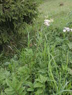 Plancia ëd Filipendula ulmaria subsp. denudata (J. & C. Presl) Hayek