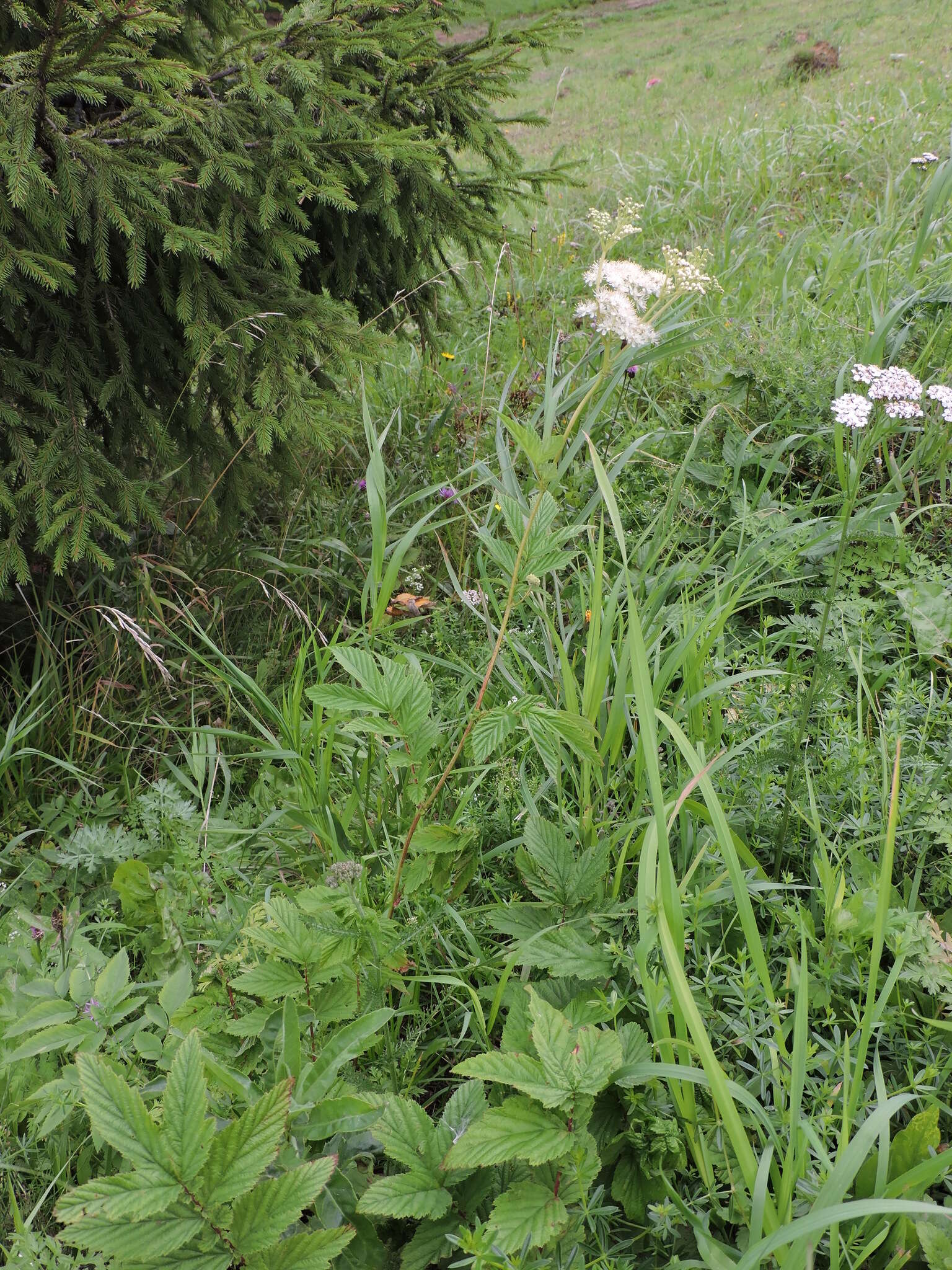 Plancia ëd Filipendula ulmaria subsp. denudata (J. & C. Presl) Hayek