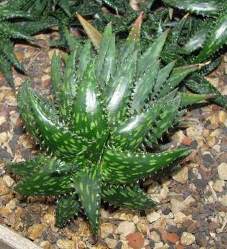 Image of Aloe jucunda Reynolds