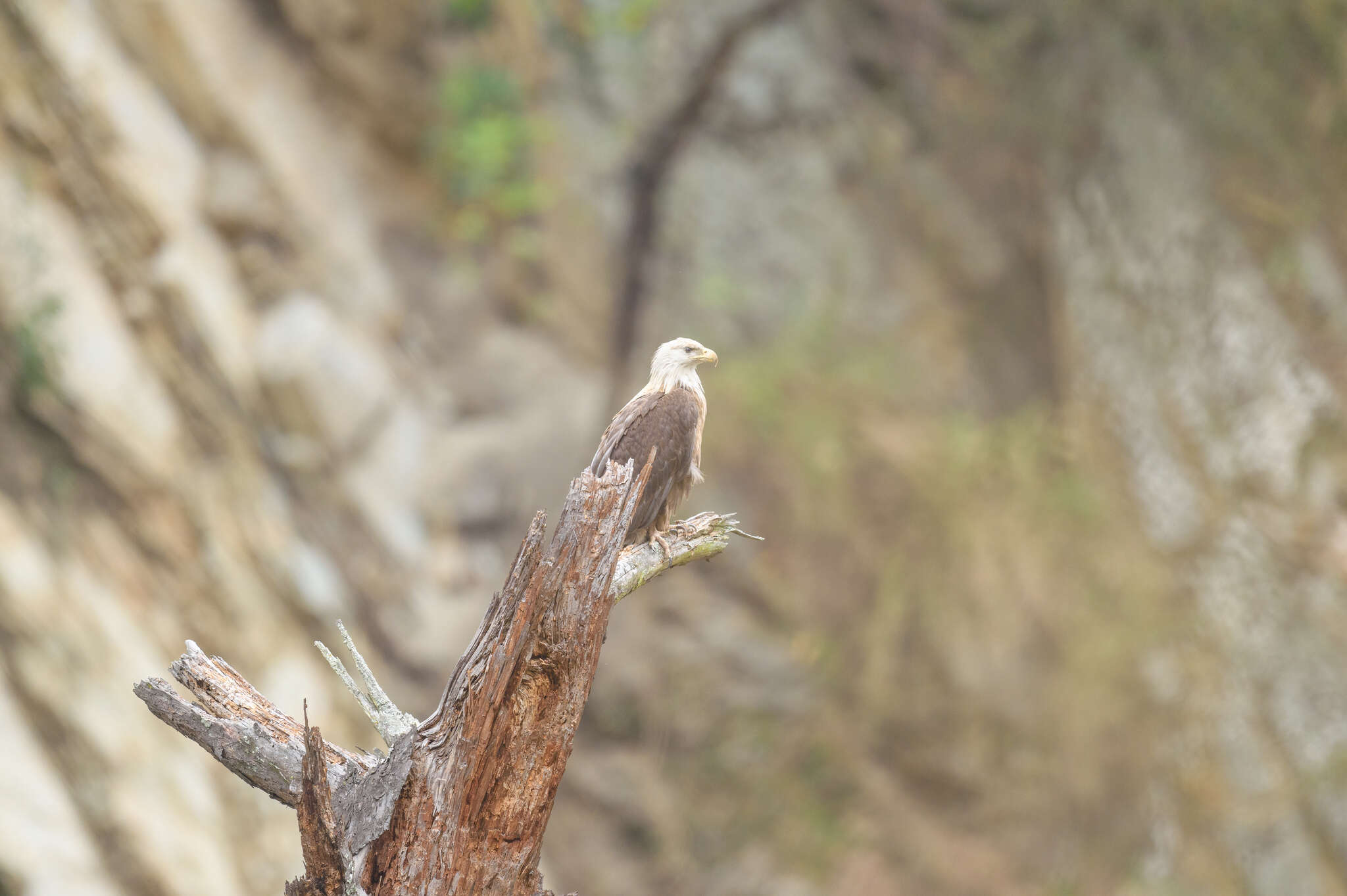 Image of Band-tailed Fish-eagle