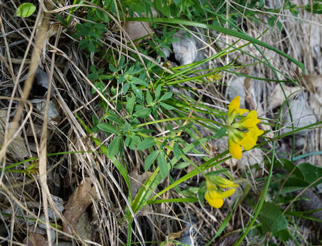 Image of Lotus borbasii Ujhelyi