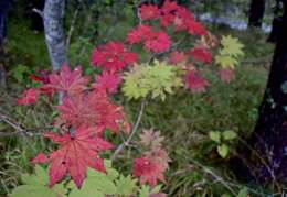 Plancia ëd Acer sieboldianum Miq.