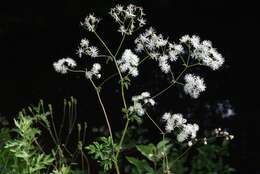 Image of Thalictrum aquilegiifolium