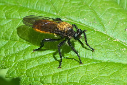 Image of Laphria sericea Say 1823