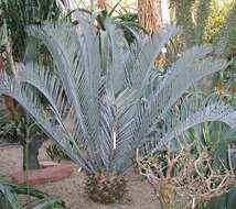 Image of Karoo cycad