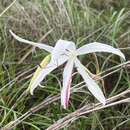 Image of Crinum uniflorum F. Muell.