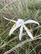 Image of Crinum uniflorum F. Muell.