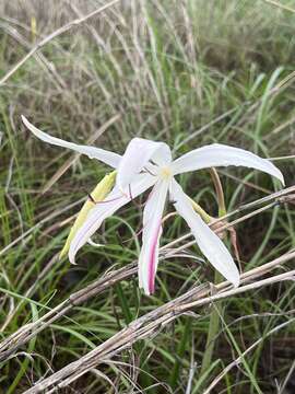 Image de Crinum uniflorum F. Muell.