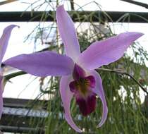 Image de Laelia anceps Lindl.