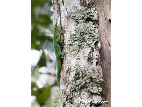 Image of Madagascar Day Gecko