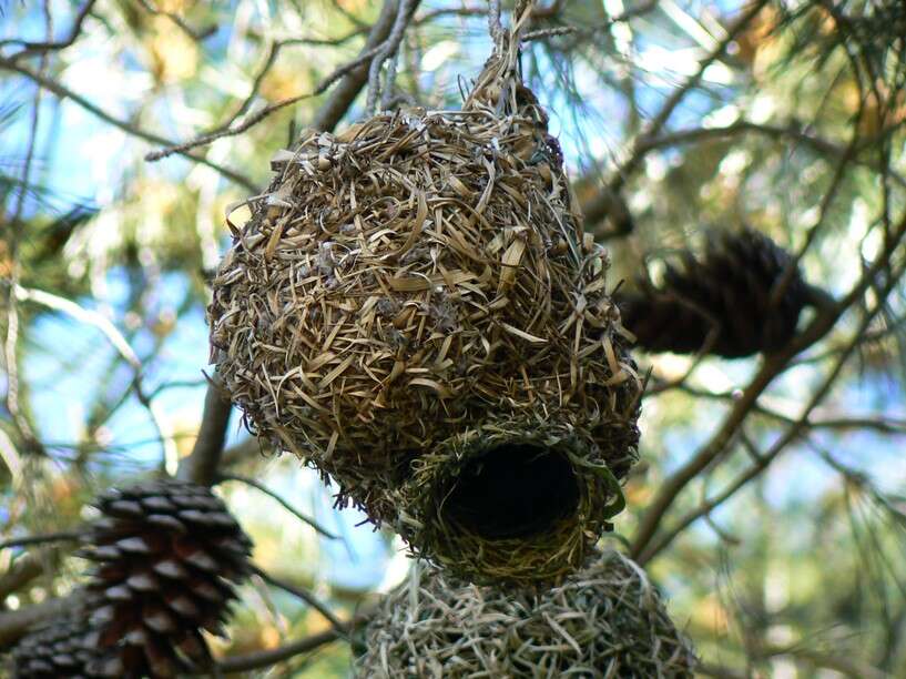 Image of Cape Weaver