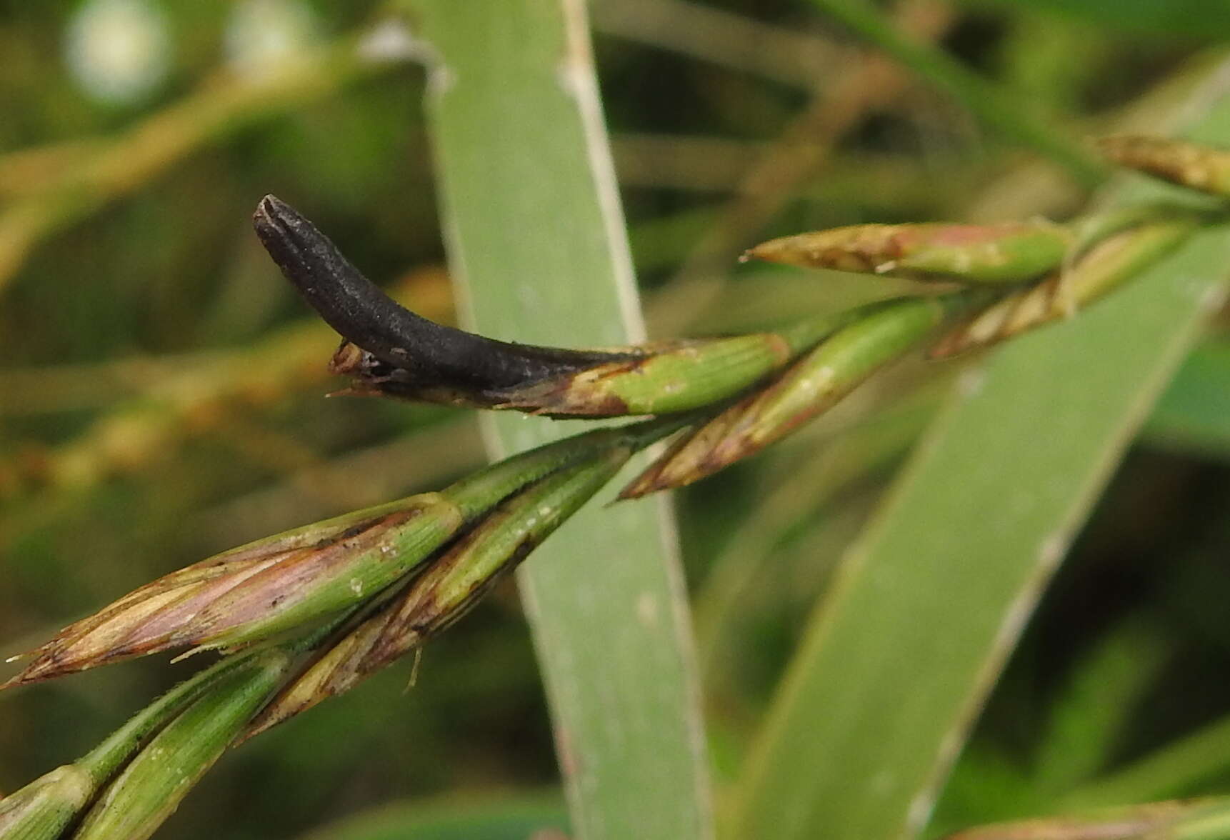 Image of Ergot