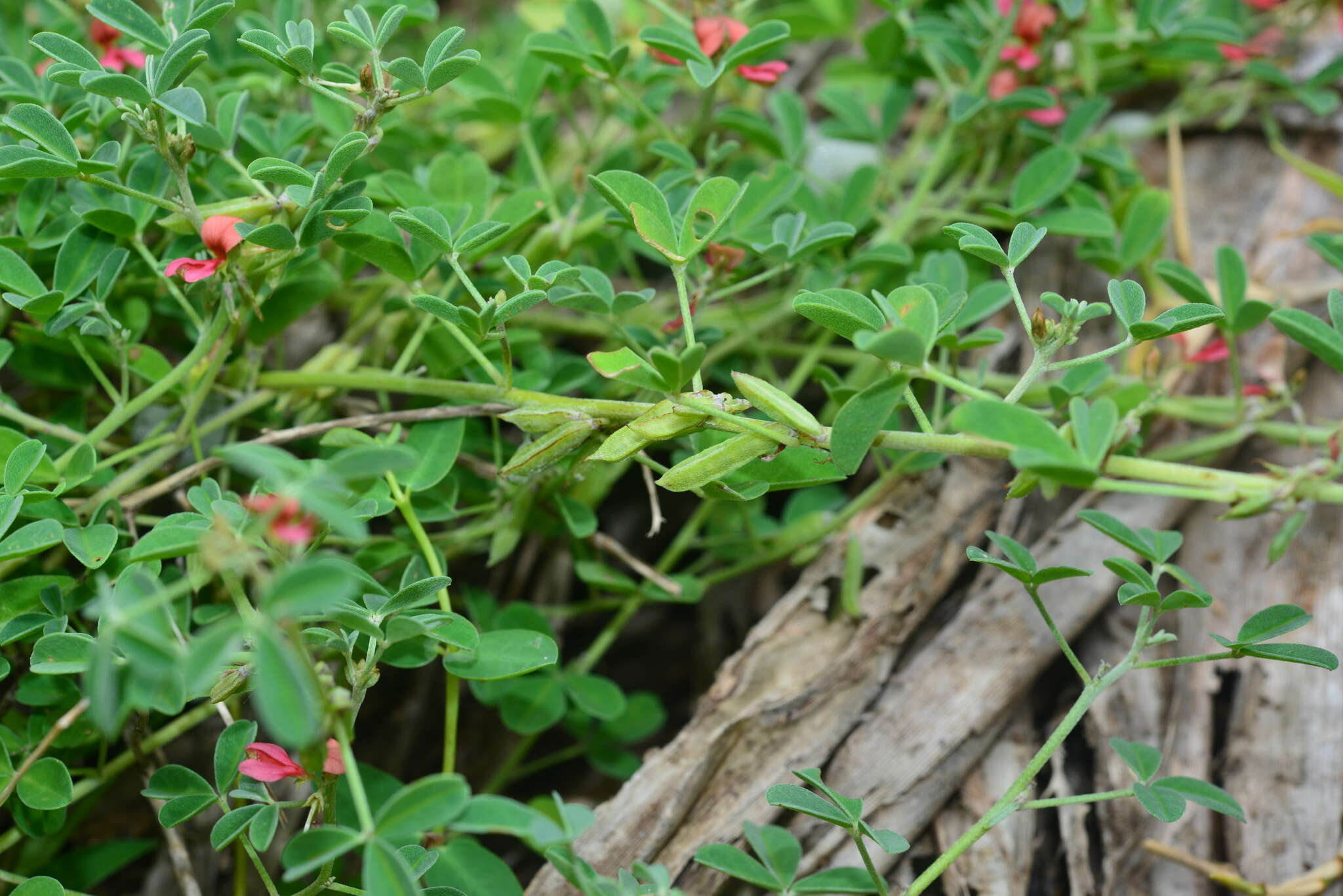 Image of threeleaf indigo