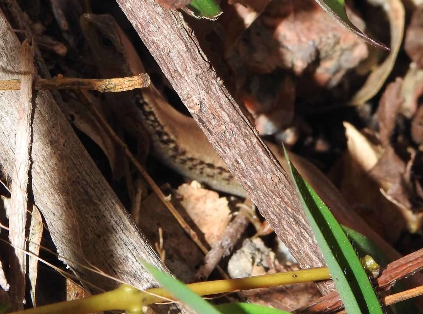 Image of Modest Ground Skink