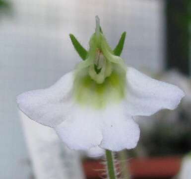 Image of Petrocosmea rosettifolia C. Y. Wu ex H. W. Li