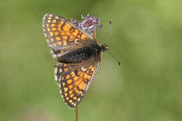 Imagem de Melitaea varia Meyer-Dür 1851