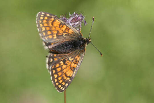 Image of Melitaea varia Meyer-Dür 1851