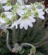 Image of Petrocosmea rosettifolia C. Y. Wu ex H. W. Li