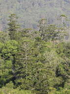 Image of Colonial Pine